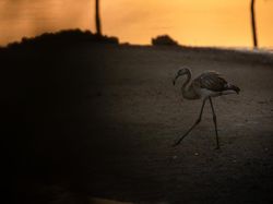 Bikin Terkesima, Ini Jawara Kontes Foto Burung
