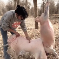 Huiran mulai dikenal netizen pada Februari 2022 ketika videonya, menyembelih dan menguliti domba jadi viral. Dalam postingan ini, ia terlihat bisa melakukan hal itu dengan mulus dalam waktu delapan menit. Hal itu membuat netizen terkagum terlebih dengan penampilannya yang cantik dan mungil.Foto: Dok. Douyin Huiran