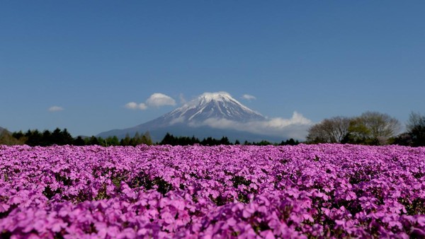 Lanskap pertama diambil dari kawasan penuh bunga moss phlox berwarna ungu di Kawaguchiko. Hamparan bunga yang indah dengan latar belakang Gunung Fuji yang kahs membuat panorama yang sangat indah. Lanskap pertama diambil dari kawasan penuh bunga moss phlox berwarna ungu di Kawaguchiko. Hamparan bunga yang indah dengan latar belakang Gunung Fuji yang kahs membuat panorama yang sangat indah.