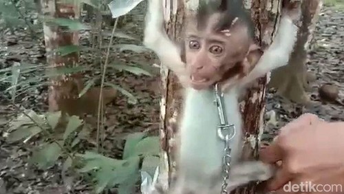 Monyet yang disiksa untuk dijadikan konten video