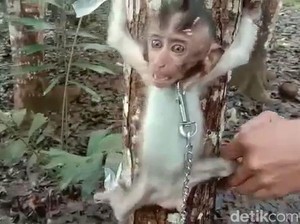 Monyet dan Lutung Diamankan Polisi dari Pemuda Kejam