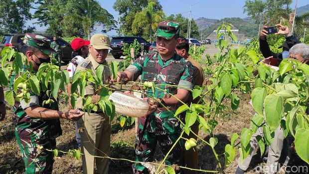 Panen Raya Kacang Sacha Inchi di Wonogiri, Ini Sederet Manfaatnya