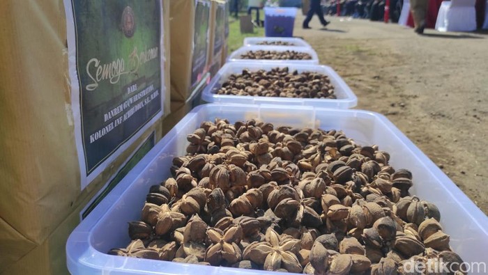 Panen kacang sacha inchi di Wonogiri, Selasa (13/9/2022).