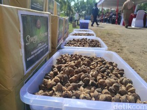 Panen Raya Kacang Sacha Inchi di Wonogiri, Ini Sederet Manfaatnya