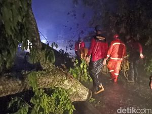 Pohon 20 Meter Tumbang, Jalur Puncak Cianjur Tertutup Sementara