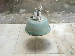 10 Foto Ilusi Optik yang Menipu Mata, Harus Fokus Melihatnya