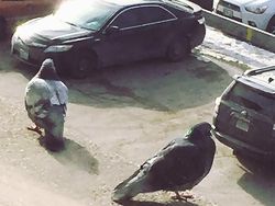 10 Foto Ilusi Optik yang Menipu Mata, Harus Fokus Melihatnya