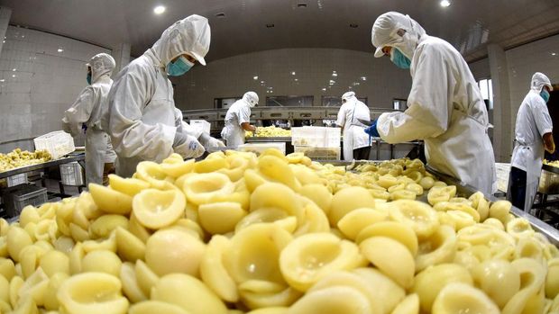 LIANYUNGANG, CHINA - SEPTEMBER 14: Staff members produce canned white peaches to be exported to Japan on the production line at a food company in the economic and technological development zone on September 14, 2022 in Lianyungang, Jiangsu Province of China. (Photo by Geng Yuhe/VCG via Getty Images)