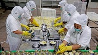 Setelah dibersihkan, buah tersebut ditimbang terlebih dahulu.