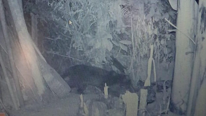 Diambil dari kamera CCTV peternakan milik warga di desa Sindulang, Kecamatan Cimanggung.