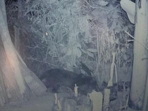Walhi: Perburuan Liar Buat Macan Kumbang Turun Gunung dari Kareumbi