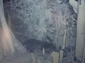 Walhi: Perburuan Liar Buat Macan Kumbang Turun Gunung dari Kareumbi