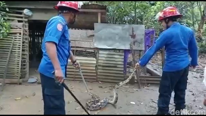 Evakuasi piton di Trenggalek usia memangsa ayam milik warga