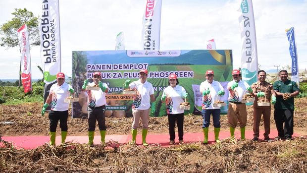 Hasil Panen Kentang Melonjak Berkat Pupuk BUMN,
