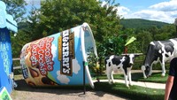 Jika sedang berada di Vermont, sebaiknya mampir ke pabrik es krim Ben & Jerrys yang ternama. Di sini bisa mencoba berbagai rasa es krim yang enak, hingga cara membuat es krim. Foto: Pool/Site