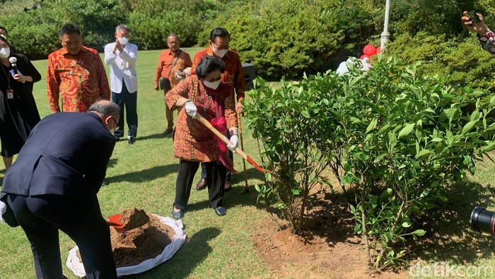Megawati Soekarnoputri menyempatkan diri menanam pohon usai menghadiri Forum for Peace and Prosperity di Jeju, Korea Selatan.