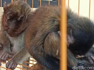 Desakan Agar Kasus Penyiksaan Monyet di Tasikmalaya Diusut Tuntas