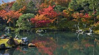 Di kawasan Kuil Tenryuji, Kyoto, pesona musim gugur yang khas terlihat jelas dari warna merah kekuningan pada pepohonan sekitar kolam.