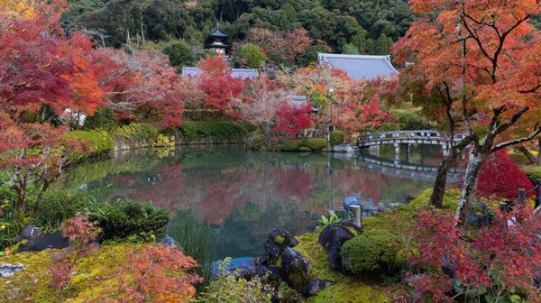 Kolam Hojo merupakan salah satu tempat yang sangta jelas menampilkan musim gugur paling keren. Kawasan ini berada di Kuil Eikando Zenrin-ji di Kyoto. Warna khas musim gugur dari pepohonan sekitar membuat suasana sangat syahdu.