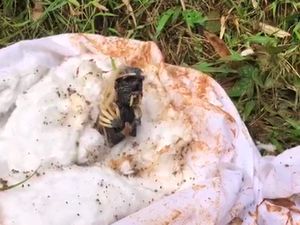 Cerita Warga soal Jenglot Bergelang Emas di Bogor Dikubur Bersama Ayam