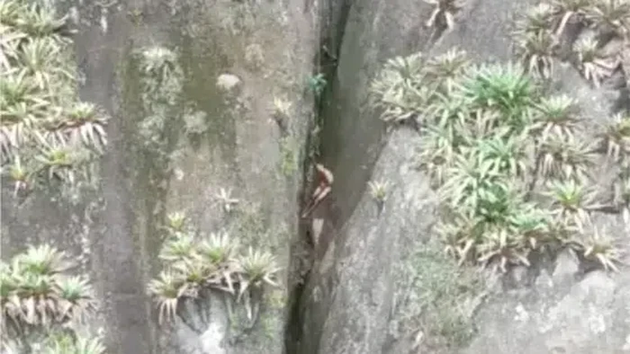 Pendaki Telanjang Terjebak di Tebing