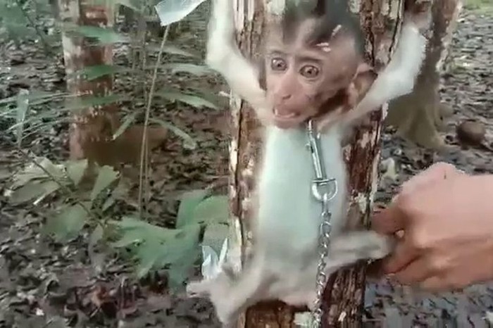 Penyiksaan monyet di Tasikmalaya membuat geram banyak pihak. Diberitakan sebelumnya, seekor bayi monyet disiksa sampai mati oleh pemuda asal Tasikmalaya.