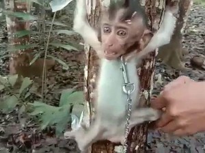 Jabar Sepekan: Konten Sadis Penyiksa Monyet hingga Bjorka Cirebon