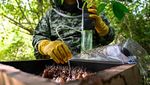Begini Proses Memanen Madu Hutan di Aceh, Makin Cuan Saja
