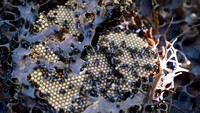 Penampakkan sarang madu dengan lebah kelulut. Lebah jenis ini juga menghasilkan propolis dan pollen dengan jumlah yang jauh lebih besar. Madu jenis ini juga dipercaya relatif lebih mudah diternak dan memberi manfaat besar bagi kesehatan.