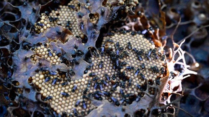 A beekeeper collects honey from a stingless bee hive at an apiary in Blang Bintang, Indonesia's Aceh province on September 13, 2022. (Photo by Chaideer MAHYUDDIN / AFP) (Photo by CHAIDEER MAHYUDDIN/AFP via Getty Images)