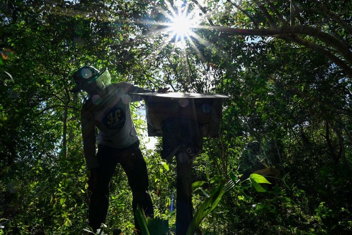 Peternak Lebah Madu Kelulut A beekeeper collects honey from a stingless bee hive at an apiary in Blang Bintang, Indonesia's Aceh province on September 13, 2022. (Photo by Chaideer MAHYUDDIN / AFP) (Photo by CHAIDEER MAHYUDDIN/AFP via Getty Images)