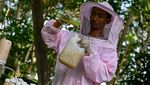Begini Proses Memanen Madu Hutan di Aceh, Makin Cuan Saja