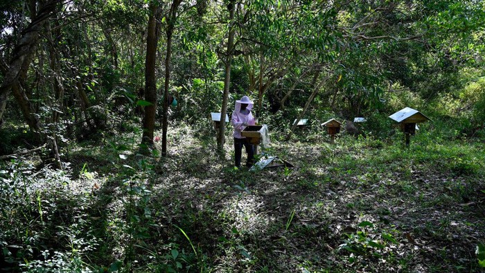 A beekeeper collects honey from a stingless bee hive at an apiary in Blang Bintang, Indonesia's Aceh province on September 13, 2022. (Photo by Chaideer MAHYUDDIN / AFP) (Photo by CHAIDEER MAHYUDDIN/AFP via Getty Images)