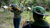 Peternak menggunakan pakaian khusus untuk melindungi dirinya dari sengatan lebah. Di samping itu, lebah ini tidak agresif dalam mempertahankan sarangnya sehingga berisiko kecil menimbulkan cedera pada manusia akibat gigitan atau sengatan lebah.