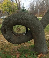 Pohon lahap benda