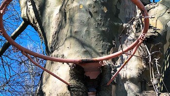 Jadi ring basket. Foto: Reddit