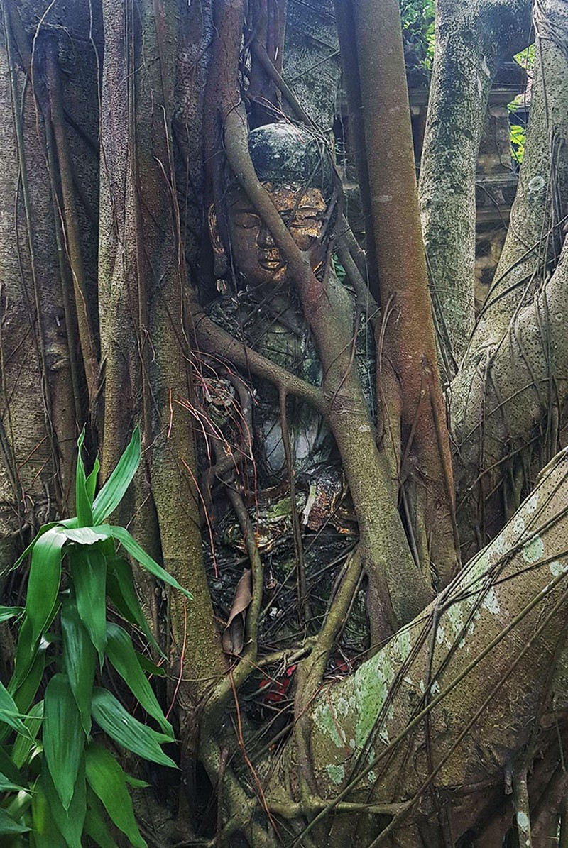 Pohon lahap benda