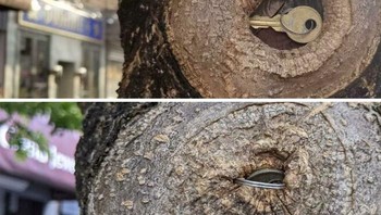 Proses melahap kunci. Foto: Reddit