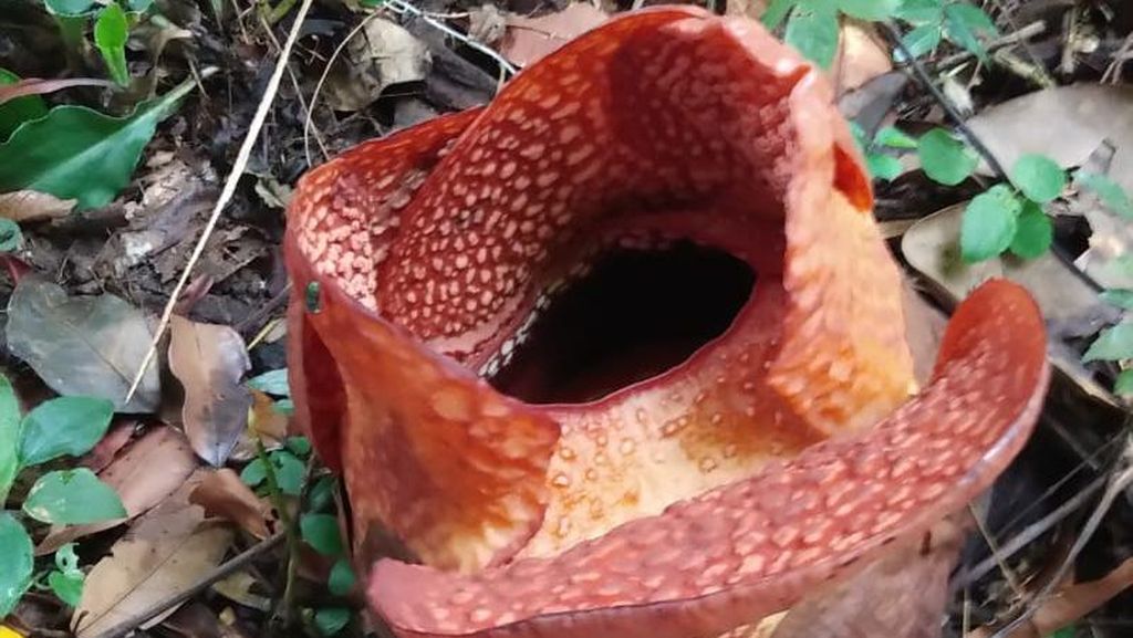 Pertama Kalinya Rafflesia Arnoldii Mekar di Luar Habitat