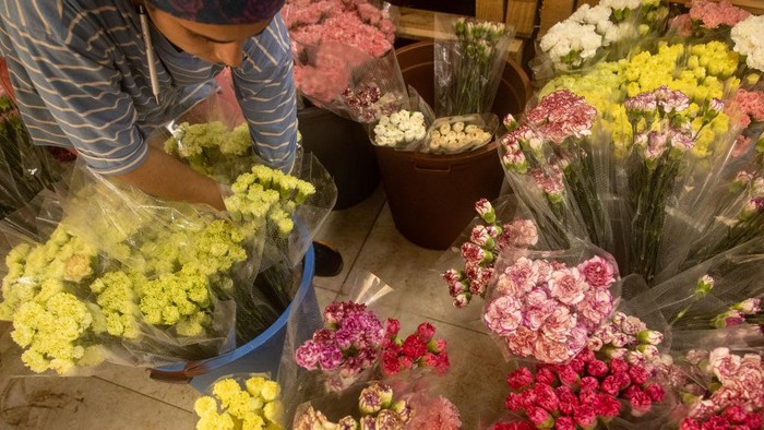 Sibuknya Petani Bunga di Turki Penuhi Pesanan untuk Pemakaman Ratu Elizabeth II ANTALYA, TURKEY - SEPTEMBER 13: An employee prepares carnations for shipments to the United Kingdom and Europe at a flower factory on September 13, 2022 in Antalya, Turkey. According to carnation growers from Turkey's souther region, demand for carnations skyrocketed by 90% almost immediately after the announcement of the passing of Queen Elizabeth II. Flower producers from the region will ship more than 1.5 million flowers to be used in the funeral and mourning period of Queen Elizabeth II. The rise in demand has prompted companies to hire extra workers, extend working hours and switch from land transportation to air cargo to make sure the flowers arrive in time for the funeral. (Photo by Chris McGrath/Getty Images)