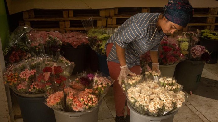 Sibuknya Petani Bunga di Turki Penuhi Pesanan untuk Pemakaman Ratu Elizabeth II ANTALYA, TURKEY - SEPTEMBER 13: An employee prepares carnations for shipments to the United Kingdom and Europe at a flower factory on September 13, 2022 in Antalya, Turkey. According to carnation growers from Turkey's souther region, demand for carnations skyrocketed by 90% almost immediately after the announcement of the passing of Queen Elizabeth II. Flower producers from the region will ship more than 1.5 million flowers to be used in the funeral and mourning period of Queen Elizabeth II. The rise in demand has prompted companies to hire extra workers, extend working hours and switch from land transportation to air cargo to make sure the flowers arrive in time for the funeral. (Photo by Chris McGrath/Getty Images)