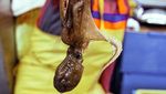 10 Hidangan Aneh Ini Berbahan Hewan, Ada Sosis Kuda hingga Keju Belatung