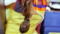 Di Korea Selatan, ada hidangan hewan yang cukup unik, biasa disebut sannakji. Sannakji adalah gurita yang dimakan saat masih hidup, sensasinya akan lengket di atas langit mulut. Foto: dpa/picture-alliance/Stephan Jansen