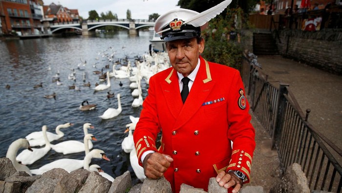 Angsa-angsa Mendiang Ratu Elizabeth II Punya Pemilik Baru The Royal Swan Marker David Barber feeds swans by the River Thames, following the death of Britain's Queen Elizabeth, in Windsor, Britain, September 12, 2022. REUTERS/Peter Nicholls