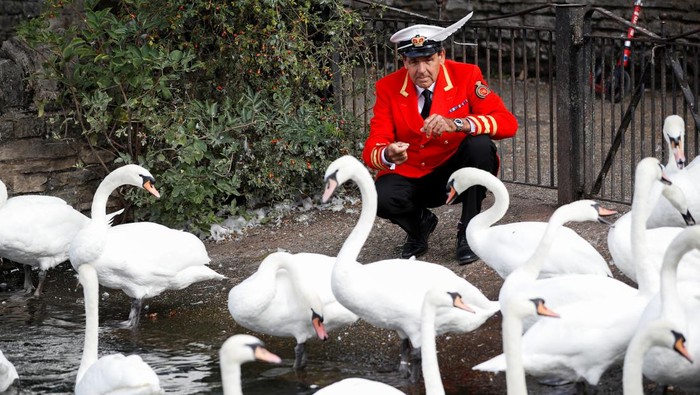Angsa-angsa Mendiang Ratu Elizabeth II Punya Pemilik Baru The Royal Swan Marker David Barber feeds swans by the River Thames, following the death of Britain's Queen Elizabeth, in Windsor, Britain, September 12, 2022. REUTERS/Peter Nicholls