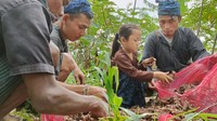 Hari ini, 15 September 2022 dilakukan panen kedua jahe merah di Lebak, Banten dengan melibatkan 41 petani baik dari masyarakat Baduy maupun non Baduy.