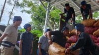Sebanyak 32,5 ton jahe merah yang dibudidaya dari 2,6 hektar lahan pertanian akan dikirim para petani ke PT Bintang Toedjoe.