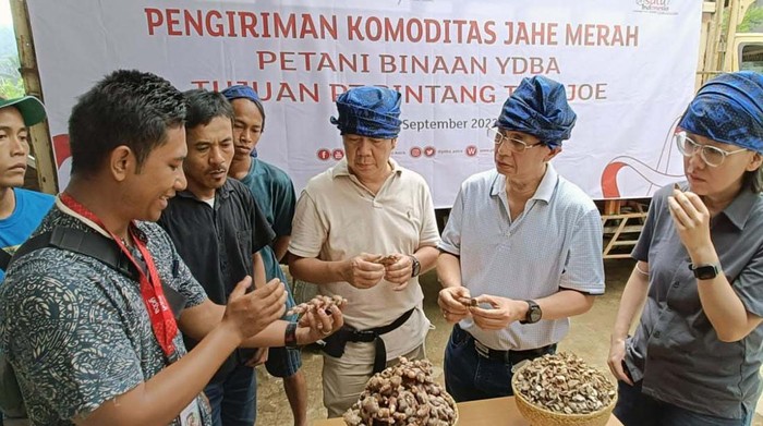 Para petani di Lebak, Banten, panen jahe merah. Panen ini melibatkan 41 petani baik dari masyarakat Baduy maupun non Baduy.