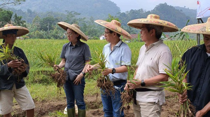 Asyik! Warga Baduy Lebak Panen Jahe Merah Para petani di Lebak, Banten, panen jahe merah. Panen ini melibatkan 41 petani baik dari masyarakat Baduy maupun non Baduy.