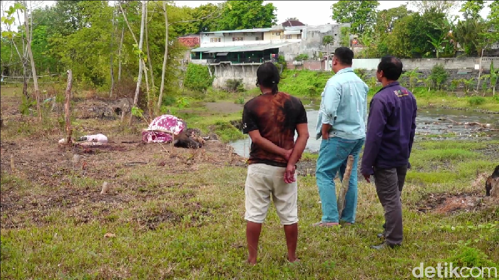 Bangkai kerbau yang diduga dijagal pencuri di Lumajang
